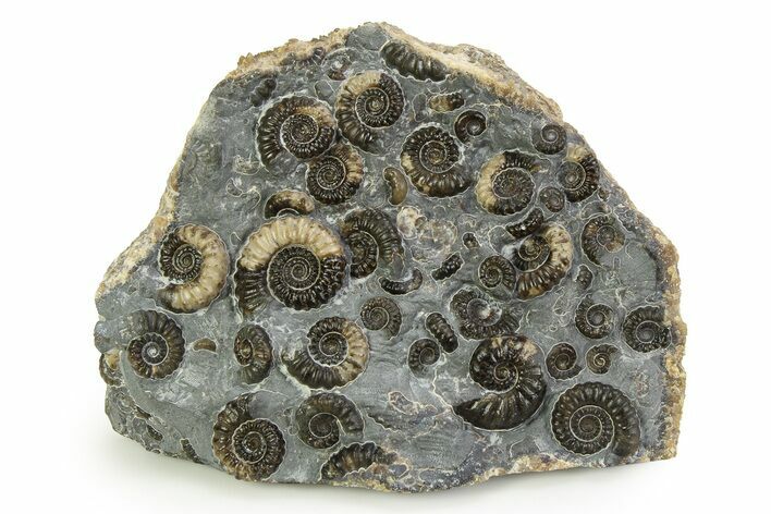 Fossil Ammonite (Promicroceras) Cluster - Marston Magna, England #351248